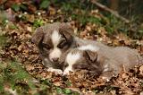 BORDER COLLIE 1113